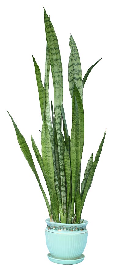 snake plant