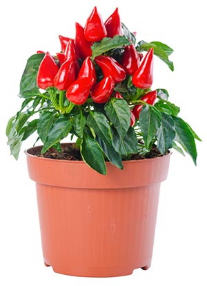 potted peppers