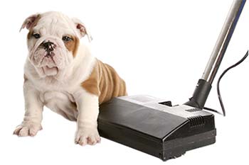 Vacuum Cleaner & Bulldog